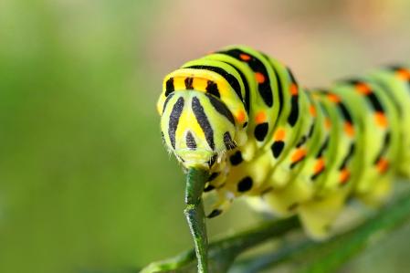 Detalle de la oruga macaón comiendo ruda