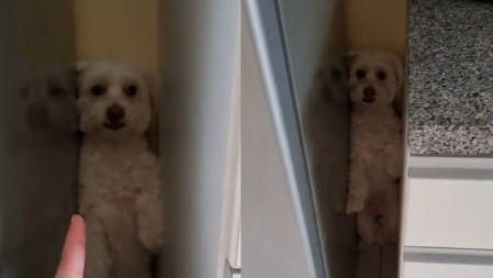 La original forma de esconderse de una perrita cuando su dueña le anuncia el baño