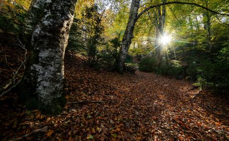 El sol se filtra en el bosque de hayas de Ciuret.