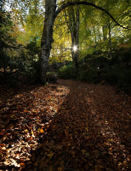 El sol se filtra en el bosque de hayas de Ciuret.