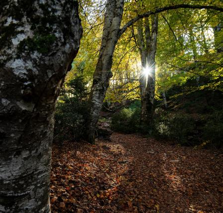 El sol se filtra en el bosque de hayas de Ciuret.