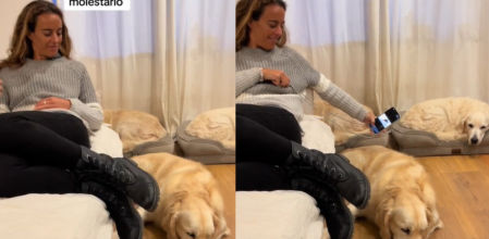 Vacila a su Golden Retriever con el sonido de una mosca y esta es la reacción del animal