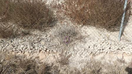 Solución al Reto visual del enjambre.