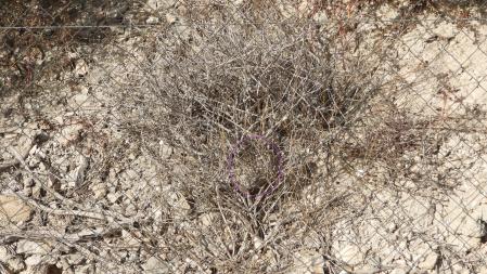 La posición del enjambre señalizada.