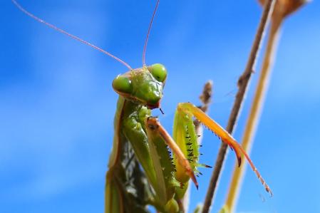 Mantis religiosa.