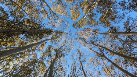 Otoño en el espacio natural de Els Gallecs durante el Veranillo de San Martín.