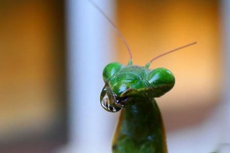 Mantis religiosa con una gota en la boca donde se ve reflejado el claustro del monasterio de Pedralbes.