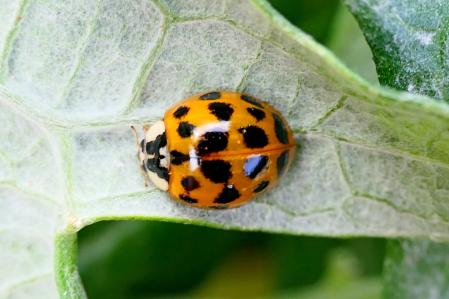 Mariquita asiática en el huerto del monasterio medieval del monasterio de Pedralbes de Barcelona.