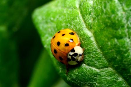 Mariquita asiática en el huerto del monasterio medieval del monasterio de Pedralbes de Barcelona.