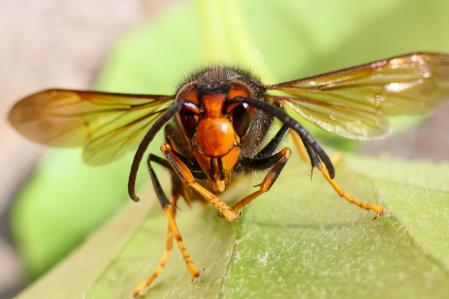 Cara a cara con la avispa asiática.