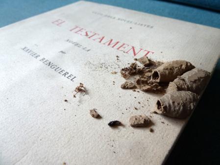 Nidos de avispas alfareras.