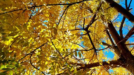 Contraluces otoñales.