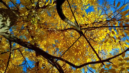 Contraluces otoñales.