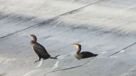 Ejemplares de cormorán.