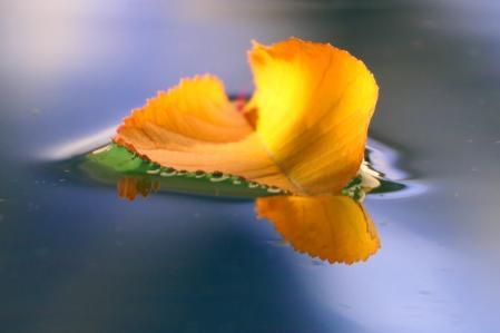 La belleza otoñal de las hojas y el agua.