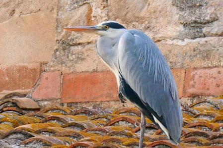 Garza real en el monasterio de Pedralbes.