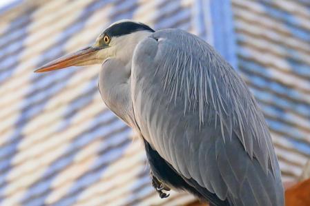 Garza real en el monasterio de Pedralbes.