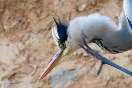 Garza real en el monasterio de Pedralbes.
