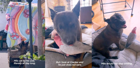 Su perro encuentra un loro herido en la calle y se acaban convirtiendo en amigos inseparables