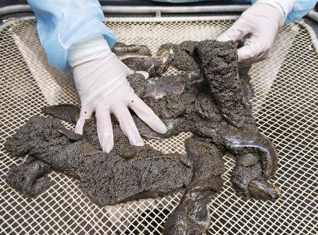 El caviar se obtiene del esturión, una especie en riesgo debido a su pesca masiva hace unos años