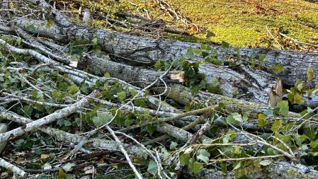 Daños por el viento en el arbolado de Sant Celoni.