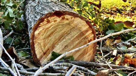 Daños por el viento en el arbolado de Sant Celoni.