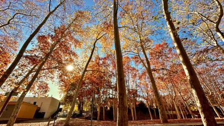 Otoño en el  Passeig del Pertegàs de Sant Celoni.