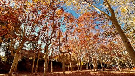 Otoño en el  Passeig del Pertegàs de Sant Celoni.