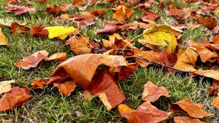 Otoño en el  Passeig del Pertegàs de Sant Celoni.