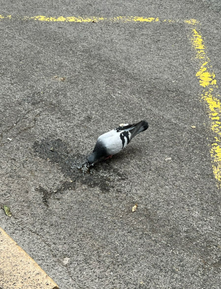 Paloma bebiendo de un pequeñísimo charco.