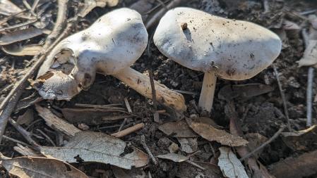 La Fuente de la Dinamita de Sant Fost de Campsentelles.