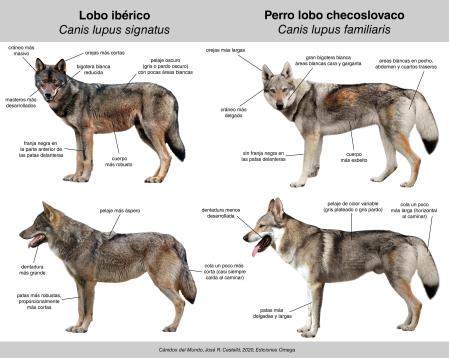 Características físicas de lobo ibérico y de perro lobo checoslovaco  .
