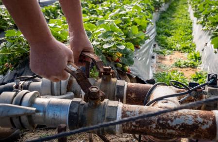 thumbnail_3. Finca del cultivo de fresas ubicada en la zona de regadío al norte de la Corona Forestal de Doñana, en el término municipal de Lucena del Puerto (Huelva)