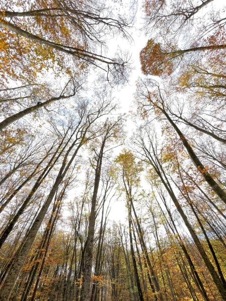 Fageda d’en Jordà.