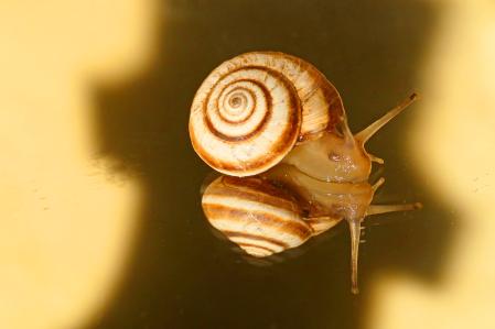 Caracol.