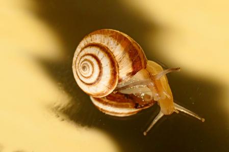 Caracol.