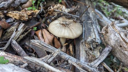 Seta en el bosque de la Nau de Sant Fost de Campsentelles, en el Vallès Oriental