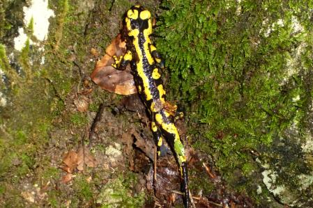 Una salamandra buscando agua.
