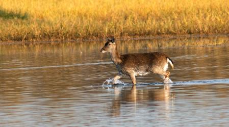 Gamos en el estanque poco profundo del Cortalet.