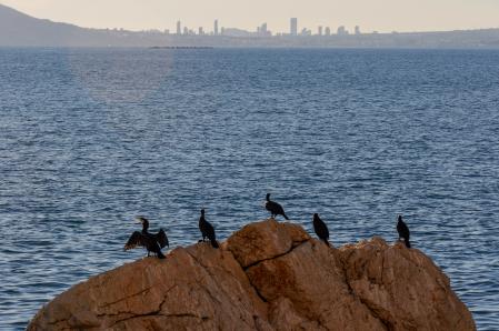 Cormoranes secándose al sol y viendo a lo lejos Benidorm