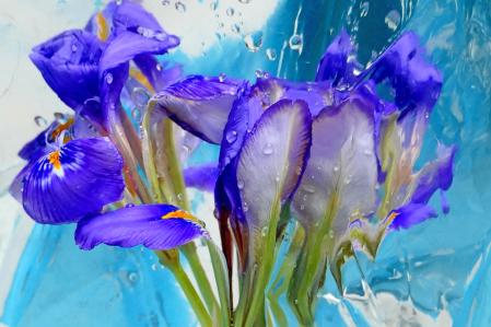 Lirios mojados en los jardines del monasterio de Pedralbes de Barcelona.