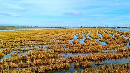 Arrozal del Delta del Ebro.