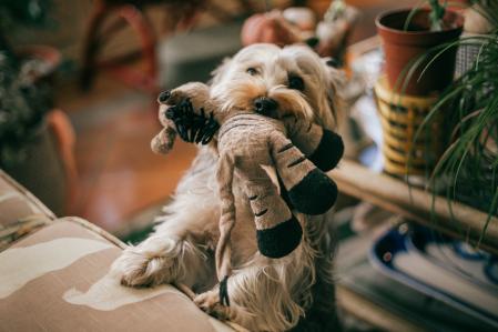 Branded Affinity Perro regalos