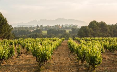 El territorio, las peculiaridades del suelo y la climatología dan lugar a Cavas muy diversos