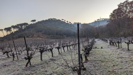 Helada en los viñedos junto al barrio de Can Coromines en Sant Fost de Campsentelles.
