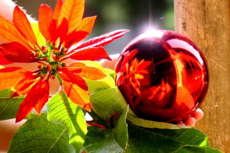 FLOR DE LA NAVIDAD