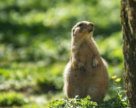 Marmota en Aran Park.