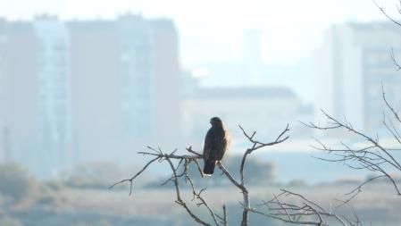 El aguilucho que buscamos, en detalle.