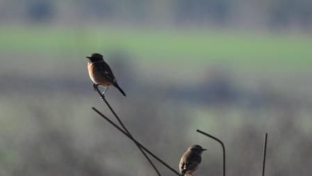 Los dos pájaros, en detalle.
