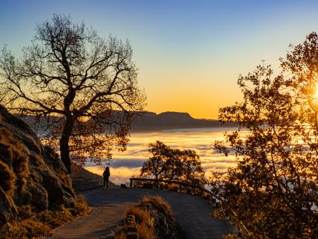 Un roble en el camino al mar de niebla de Bellmunt.